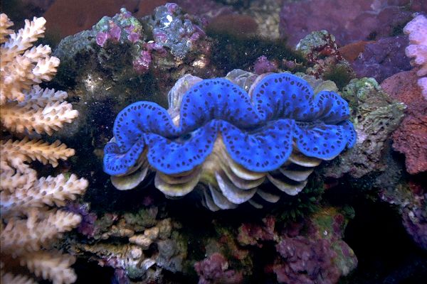 Tridacna maxima clam