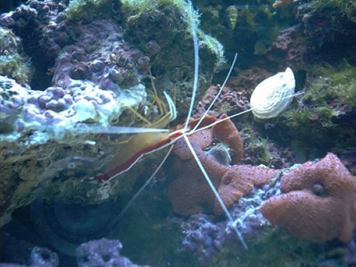 Cleaner Shrimp