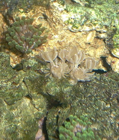 Pulsing Xenias and Green-tipped anemones