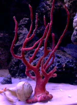 Interesting non-light dependant coral