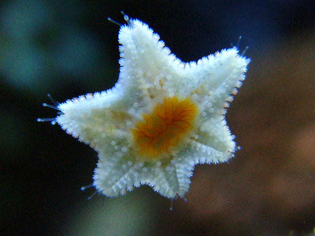 Baby Starfishes