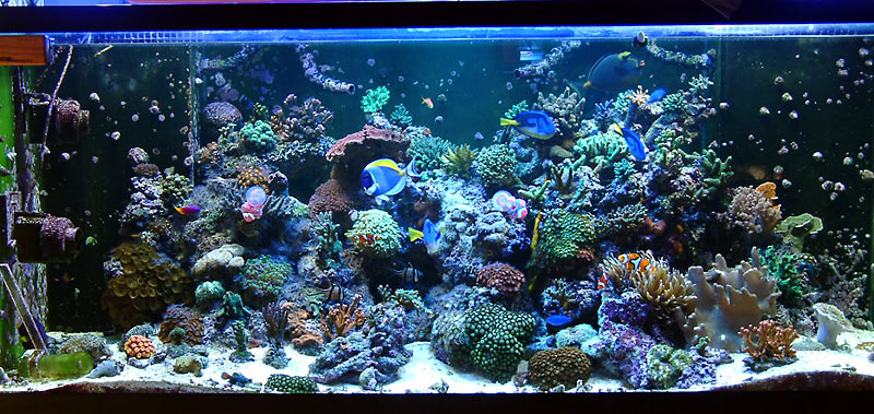 melev s new 280g