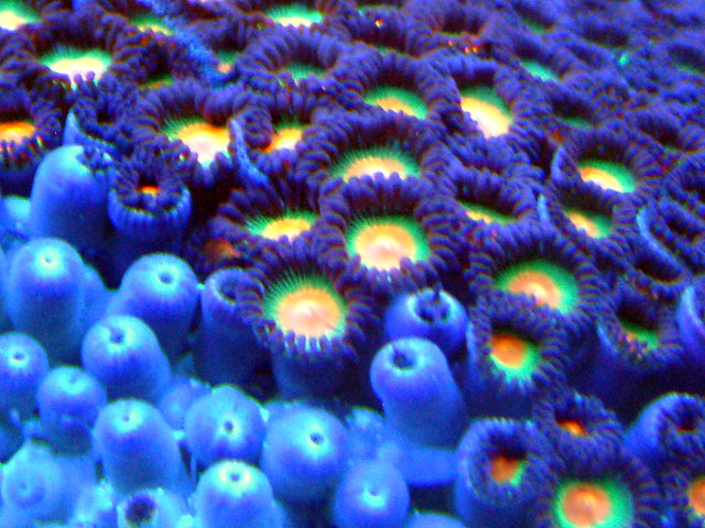 zoa1 act - Actinics only!