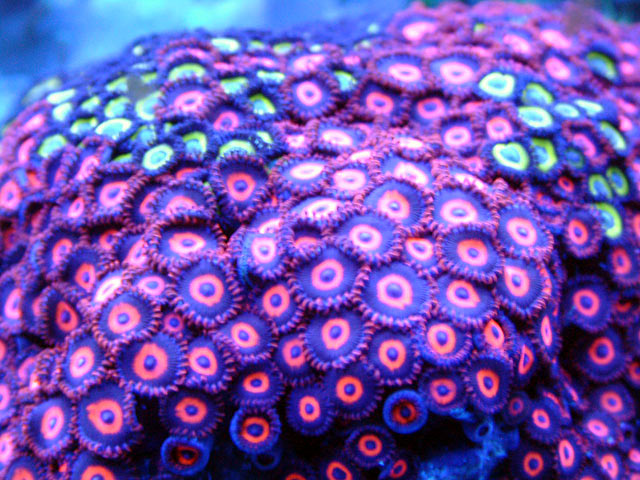 zoa2 act - Actinics only!