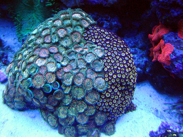 zoa3 act - Actinics only!