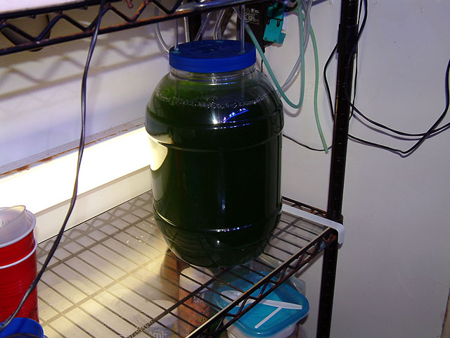 how to avoid phytoplankton