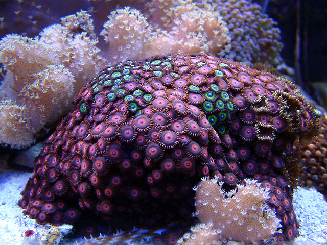 melev s new 280g