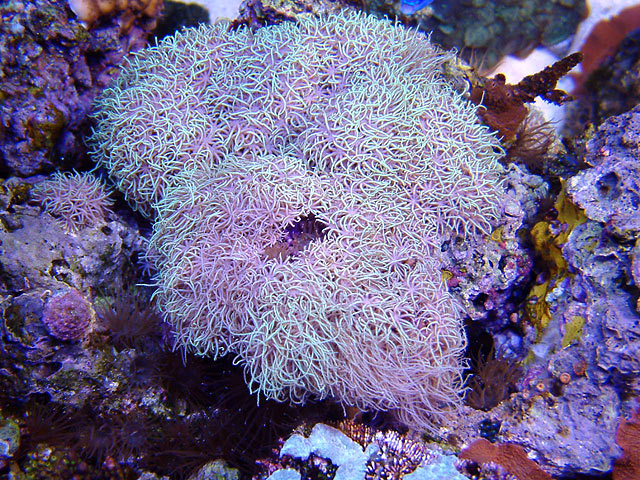 td neon starpolyps - Top down pictures