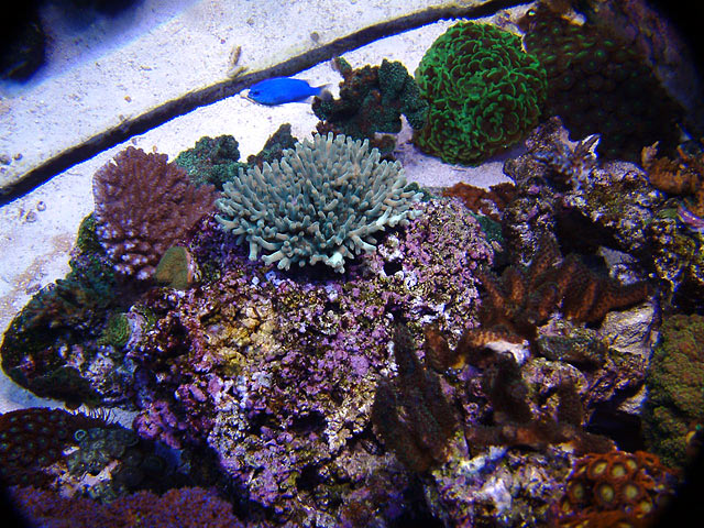 td reefshot - Top down pictures