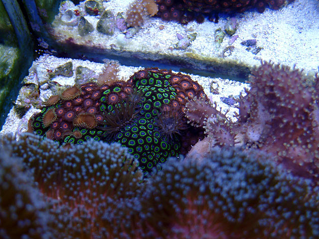 td zoas - Top down pictures