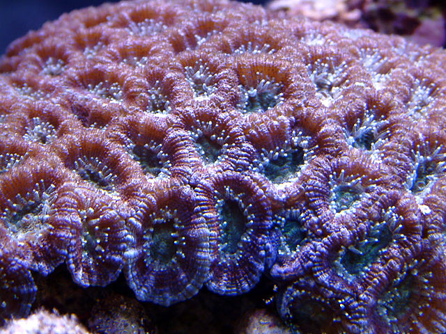 mike acans1 - Austin - Mike's 450g reef