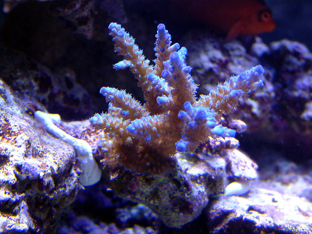 mike acro10 - Austin - Mike's 450g reef