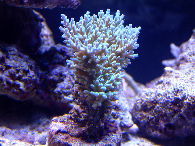 mike acro12 - Austin - Mike's 450g reef