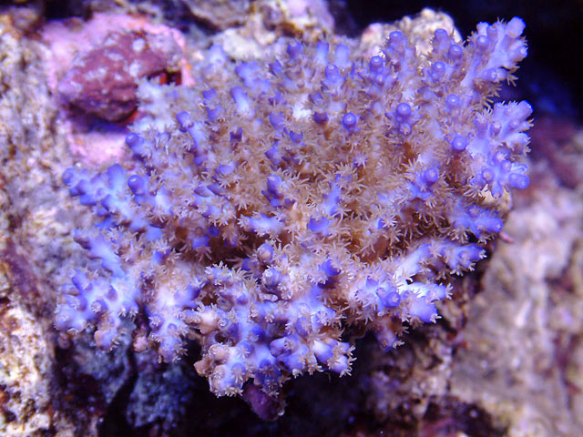 mike acro3 td - Austin - Mike's 450g reef