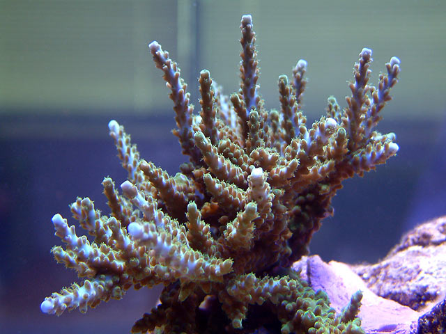 mike acro9 - Austin - Mike's 450g reef