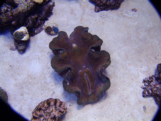 mike clams - Austin - Mike's 450g reef