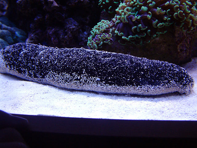 mike cucumber - Austin - Mike's 450g reef