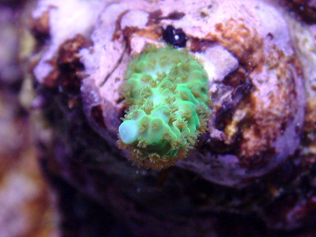 mike frag2 - Austin - Mike's 450g reef