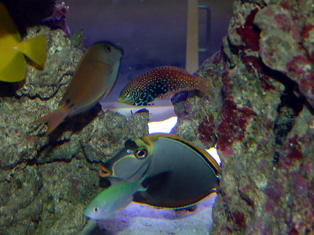 mike leopard wrasse - Austin - Mike's 450g reef