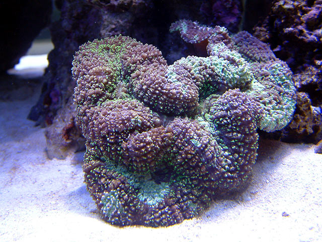 mike lobo - Austin - Mike's 450g reef