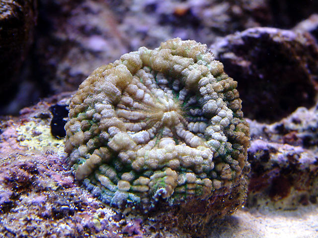 mike lps - Austin - Mike's 450g reef