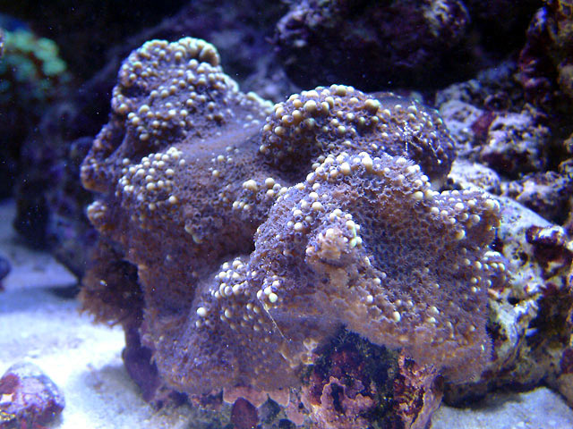 mike monti1 - Austin - Mike's 450g reef