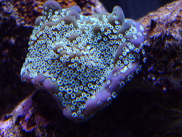 mike monti5 td - Austin - Mike's 450g reef