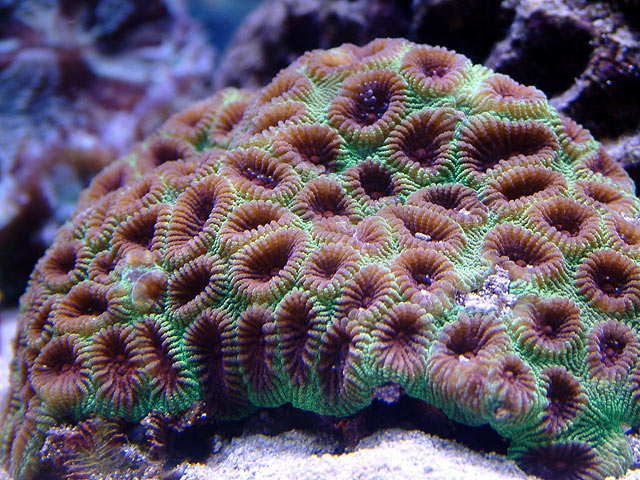mike moon coral - Austin - Mike's 450g reef