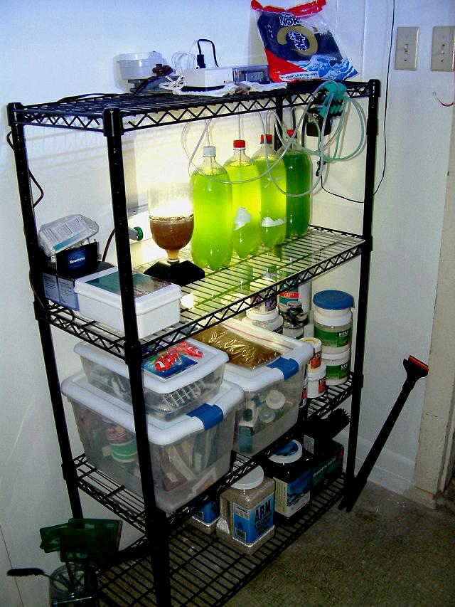 how to avoid phytoplankton