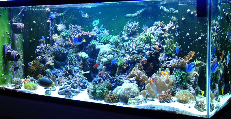 melev s new 280g