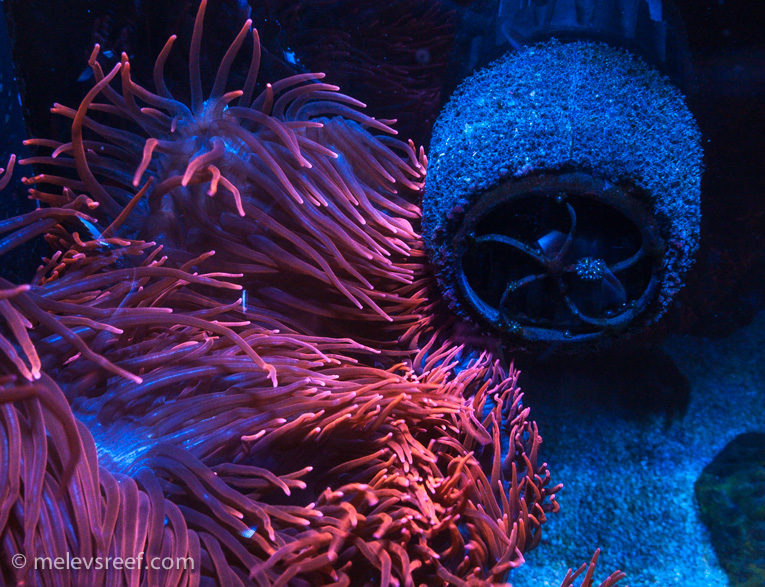 sponge-vs-anemone