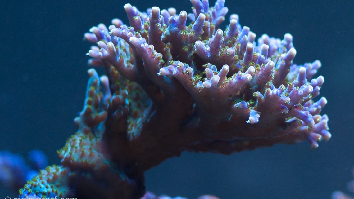 Pretty corals Melev's Reef
