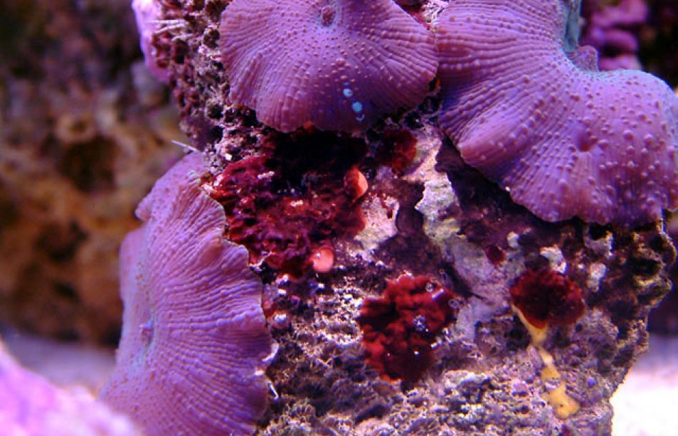 red-coralline