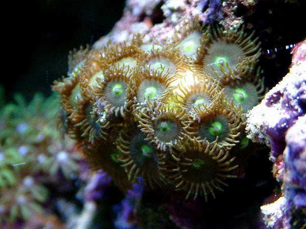 Reef Images - 1/10/04