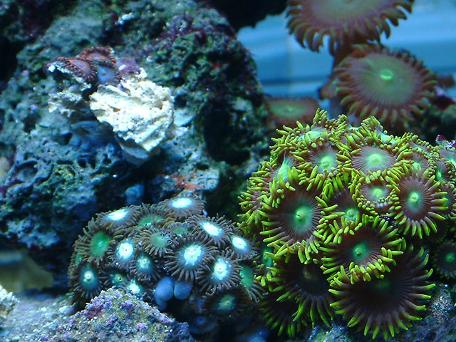 My 2g Pico Reef - Reef Central Online Community Archives