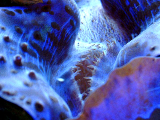 Melev's Reef - Tridacna Maxima Clam