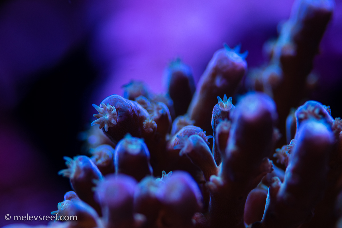 Acropora sp.