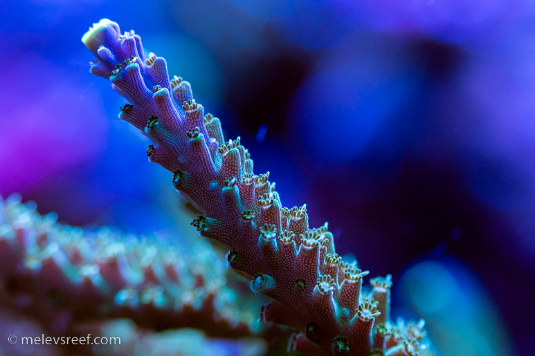 Acropora skin