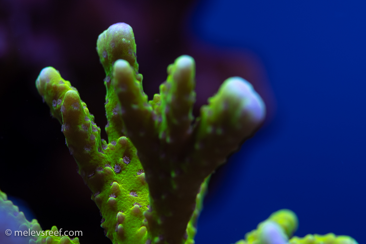 Anacropora sp.