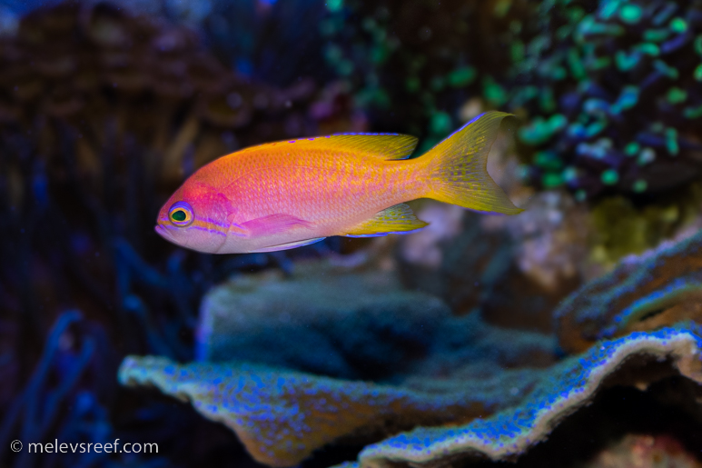 Bimaculatus anthias, female