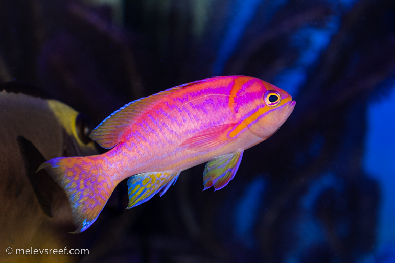 Bimaculatus anthias, male