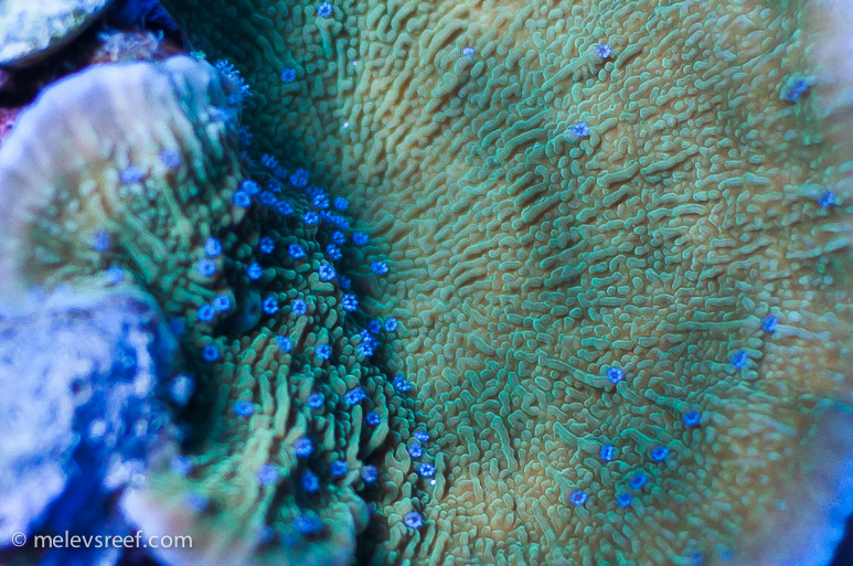 blue-polyp-oo-773