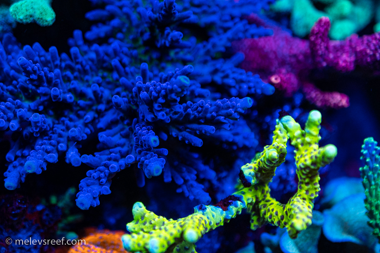 blue tort acropora