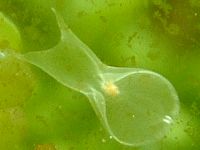 clear_flatworm_tb