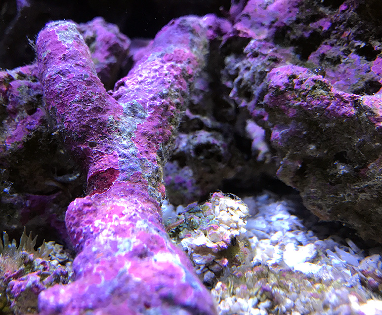 coralline-pic