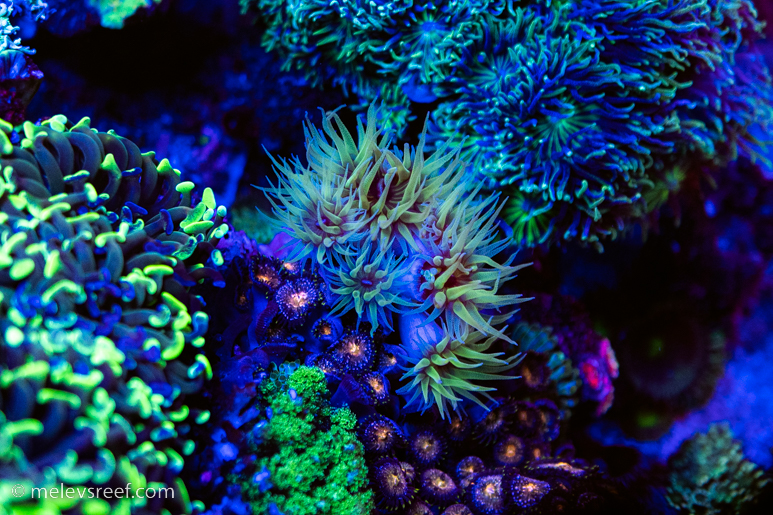 Dendrophyllia polyps surrounded by other LPS and palys