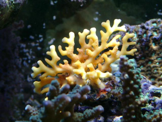 fire coral