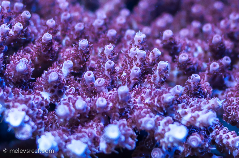 drews-acro-polyps-773