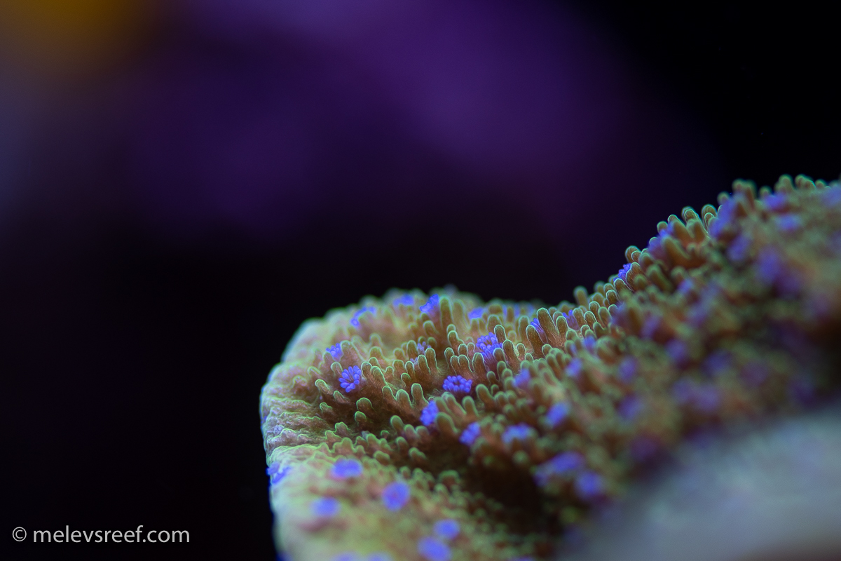 Green montipora with blue polyps - from Duane's reef