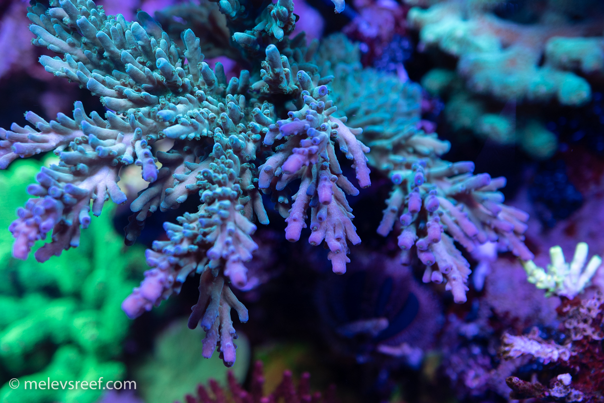 Ectoplasm acropora